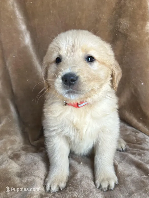 Wiley  – Golden Retriever puppy for sale in Claypool, IN