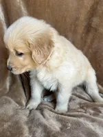 Wiley , a male Golden Retriever for sale in Claypool, IN – Photo 3 of 5