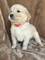 Wiley , a male Golden Retriever for sale in Claypool, IN – Photo 5 of 5