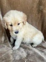 Wiley , a male Golden Retriever for sale in Claypool, IN – Photo 4 of 5
