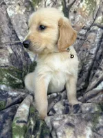 Rosco, a male Golden Retriever for sale in Claypool, IN – 7 of 7