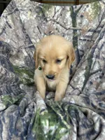 Cooper, a male Golden Retriever for sale in Claypool, IN – 2 of 7