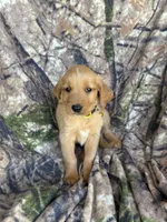 Sonny , a male Golden Retriever for sale in Claypool, IN – 1 of 5