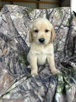 Rosco, a male Golden Retriever for sale in Claypool, IN – 6 of 7