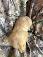 Isla , a female Golden Retriever for sale in Claypool, IN – 2 of 6