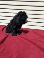 Lily , a female Cockapoo for sale in Claypool, IN – 3 of 3
