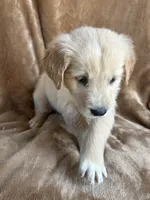 Jack, a male Golden Retriever for sale in Claypool, IN – 1 of 5