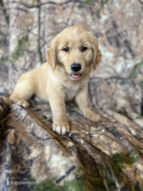 Ella – Golden Retriever puppy for sale in Claypool, IN