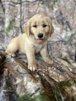 Ella, a female Golden Retriever for sale in Claypool, IN – 1 of 7