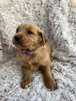 Kinsey , a female Golden Retriever for sale in Claypool, IN – Photo 1 of 5