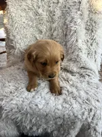 Kinsey , a female Golden Retriever for sale in Claypool, IN – Photo 5 of 5