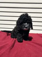 Lily , a female Cockapoo for sale in Claypool, IN – 2 of 3