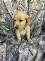 Kimber, a female Golden Retriever for sale in Claypool, IN – 2 of 7