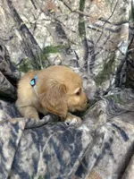 Kip, a male Golden Retriever for sale in Claypool, IN – 3 of 5