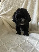 Lily , a female Cockapoo for sale in Claypool, IN – 3 of 4