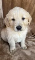 Milo, a male Golden Retriever for sale in Claypool, IN – Photo 1 of 5
