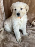 Milo, a male Golden Retriever for sale in Claypool, IN – Photo 2 of 5