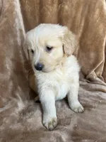 Milo, a male Golden Retriever for sale in Claypool, IN – Photo 4 of 5