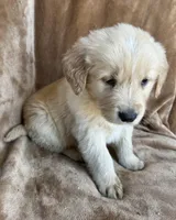 Milo, a male Golden Retriever for sale in Claypool, IN – Photo 3 of 5