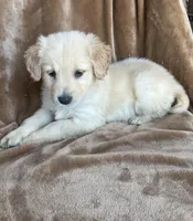 Daisy, a female Golden Retriever for sale in Claypool, IN – Photo 2 of 4
