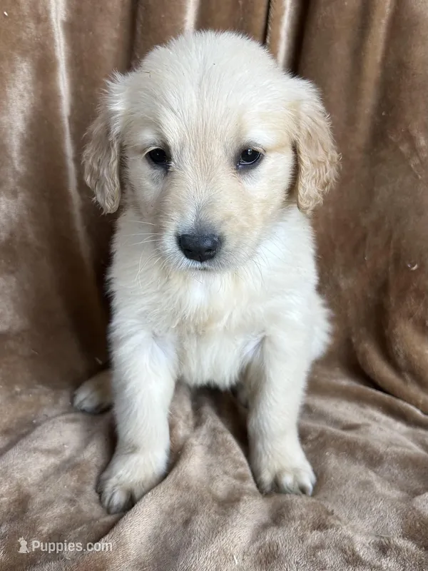 Daisy – Golden Retriever puppy for sale in Claypool, IN