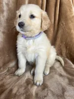 Daisy, a female Golden Retriever for sale in Claypool, IN – Photo 3 of 4