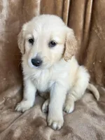 Daisy, a female Golden Retriever for sale in Claypool, IN – Photo 4 of 4