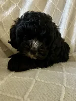 Lily , a female Cockapoo for sale in Claypool, IN – 4 of 4