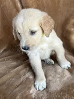 Jack, a male Golden Retriever for sale in Claypool, IN – 4 of 5