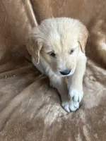 Jack, a male Golden Retriever for sale in Claypool, IN – 3 of 5