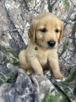 Cooper, a male Golden Retriever for sale in Claypool, IN – 1 of 7