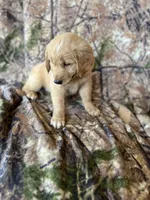 Ella, a female Golden Retriever for sale in Claypool, IN – 4 of 7
