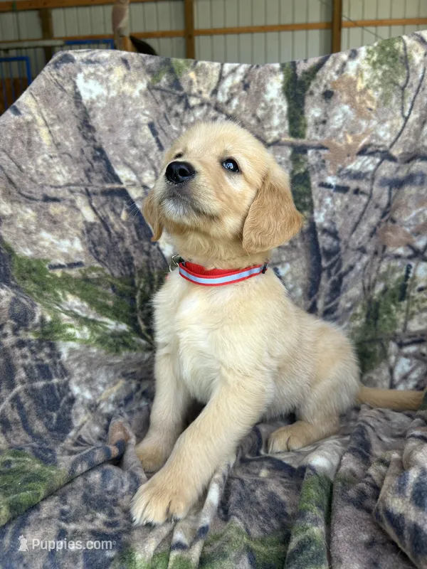 Mack – Golden Retriever puppy for sale in Claypool, IN