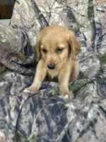 Kip, a male Golden Retriever for sale in Claypool, IN – 5 of 5
