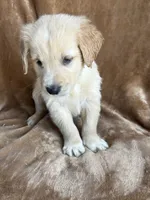 Jack, a male Golden Retriever for sale in Claypool, IN – 2 of 5
