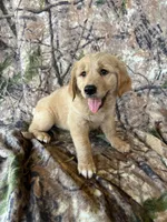 Ella, a female Golden Retriever for sale in Claypool, IN – 3 of 7