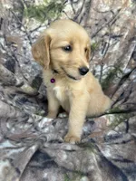 Isla , a female Golden Retriever for sale in Claypool, IN – 6 of 6