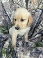 Rosco, a male Golden Retriever for sale in Claypool, IN – 4 of 7