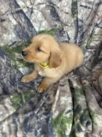 Sonny , a male Golden Retriever for sale in Claypool, IN – 4 of 5