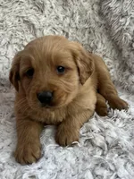 River, a male Golden Retriever for sale in Claypool, IN – Photo 1 of 8