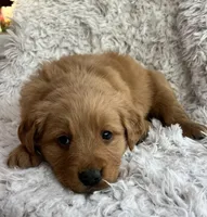 River, a male Golden Retriever for sale in Claypool, IN – Photo 5 of 8
