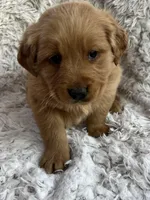 River, a male Golden Retriever for sale in Claypool, IN – Photo 2 of 8