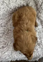 River, a male Golden Retriever for sale in Claypool, IN – Photo 6 of 8