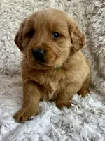 River, a male Golden Retriever for sale in Claypool, IN – Photo 3 of 8