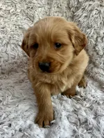River, a male Golden Retriever for sale in Claypool, IN – Photo 4 of 8