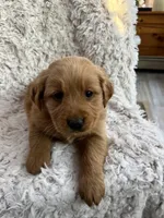 River, a male Golden Retriever for sale in Claypool, IN – Photo 8 of 8