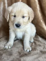 Bella , a female Golden Retriever for sale in Claypool, IN – Photo 2 of 4