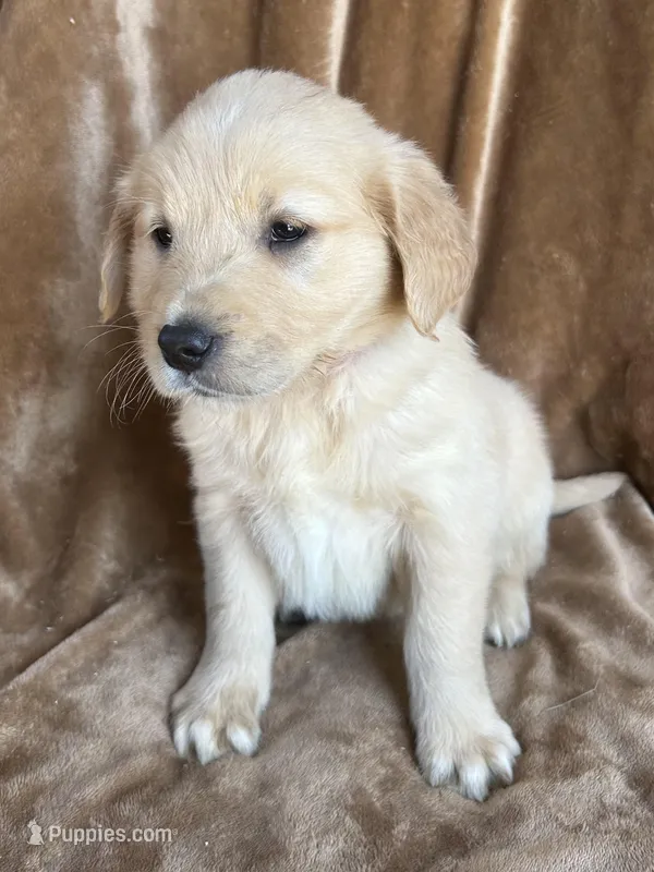 Bella  – Golden Retriever puppy for sale in Claypool, IN