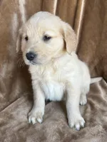 Bella , a female Golden Retriever for sale in Claypool, IN – Photo 1 of 4
