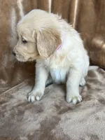 Bella , a female Golden Retriever for sale in Claypool, IN – Photo 3 of 4